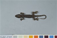 藏品(龜山壁虎)的圖片